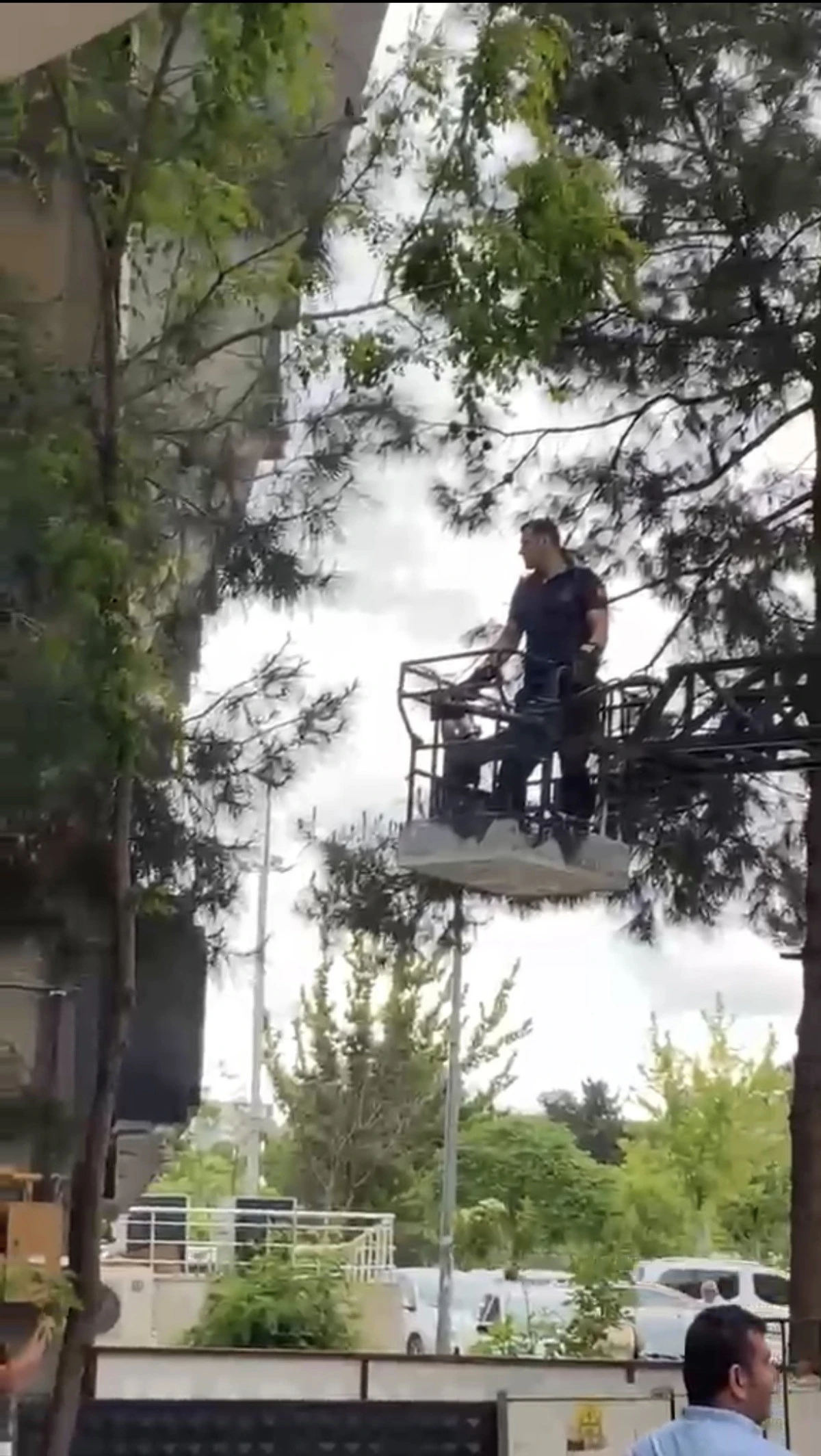 Ağa&ccedil;ta mahsur kalan kediyi itfaiye kurtardı