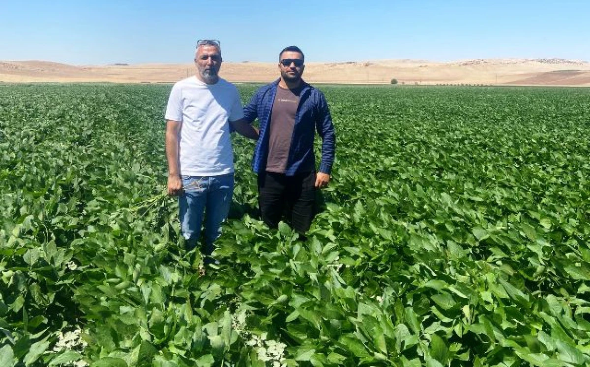 Derik’te Soya Ekimi Kontrol Altında