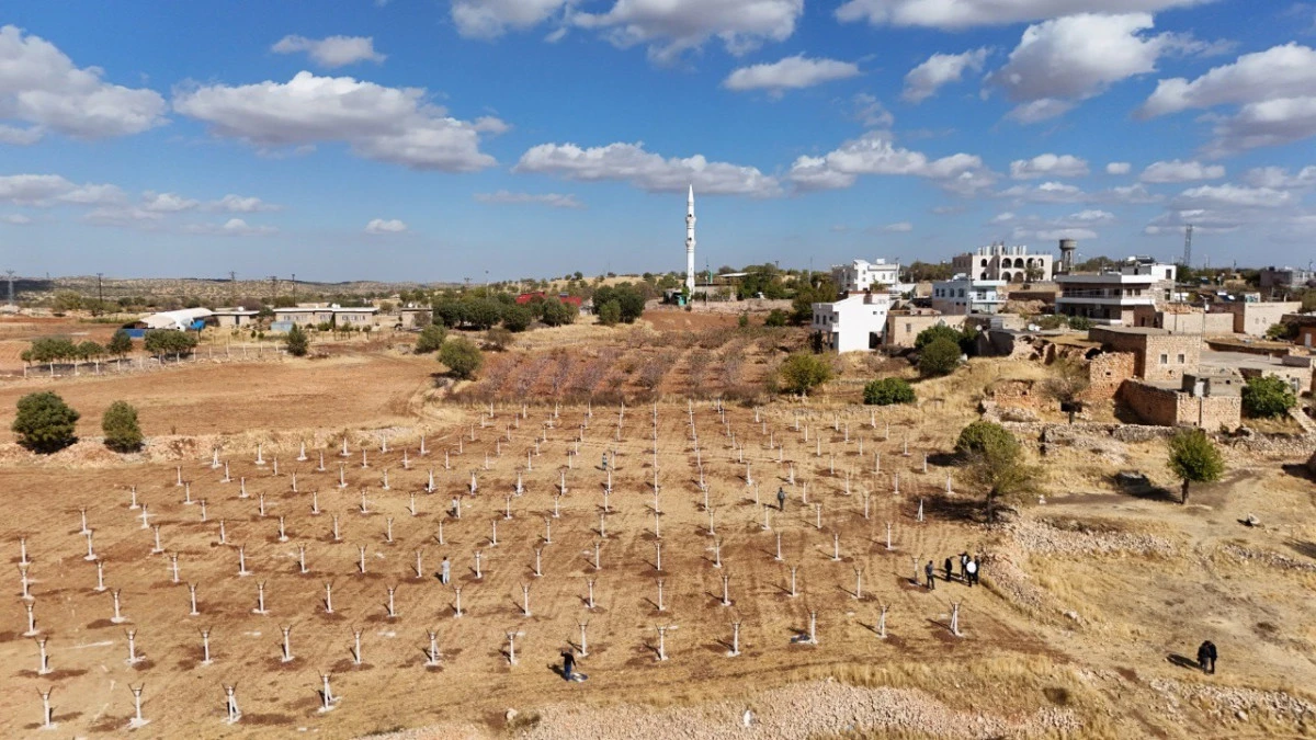 Dezavantajlı tarım arazileri modern bağcılık projesiyle hayat buluyor