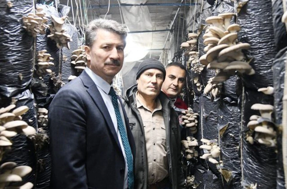 İstiridye Mantarı &Uuml;reticisine Ziyaret