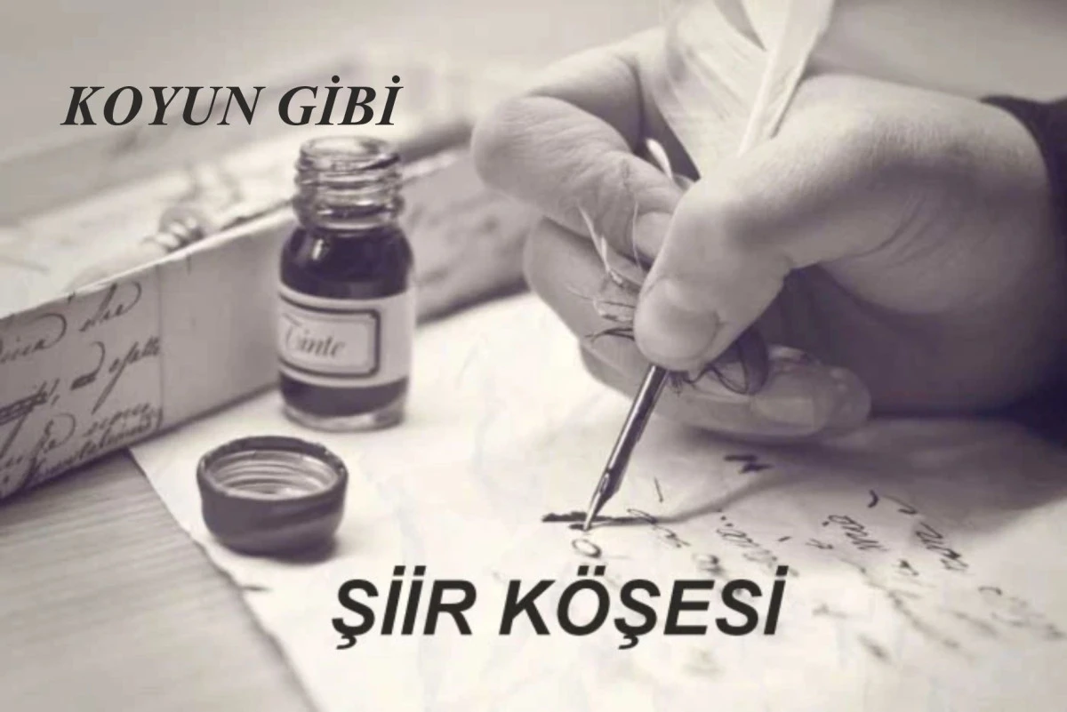 KOYUN GİBİ