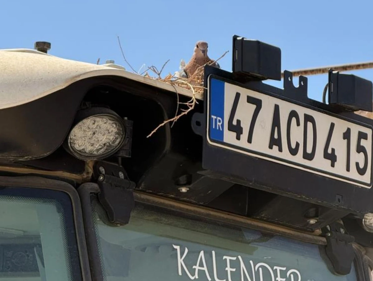 Kumru trakt&ouml;r&uuml;ne yuva yapınca tarla işlerini erteledi