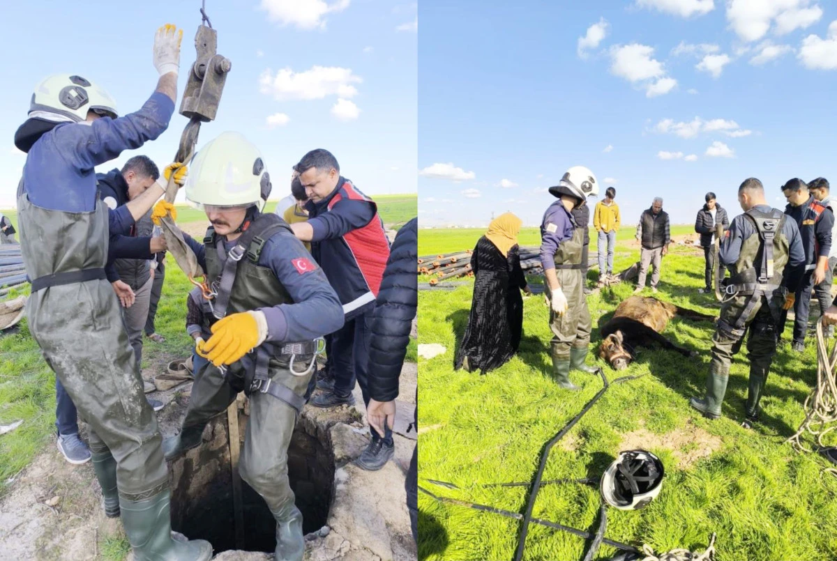 Kuyuya d&uuml;şen inek itfaiye ekiplerince kurtarıldı