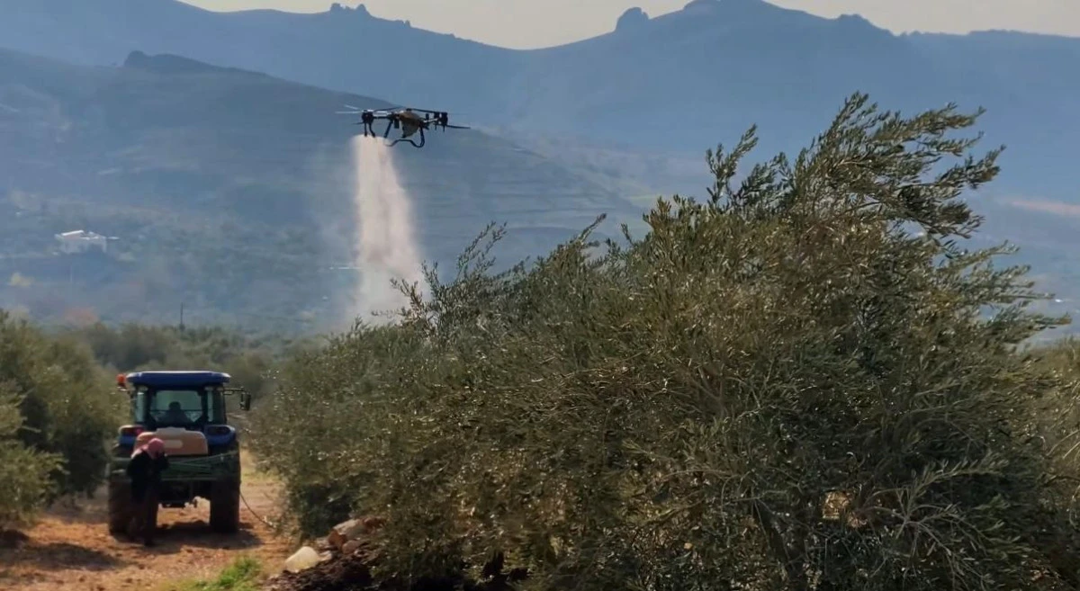 Mardin B&uuml;y&uuml;kşehir Belediyesinden Derik Zeytini İ&ccedil;in Dal Kanserine Karşı Etkin M&uuml;cadele