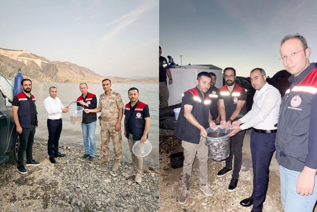 Mardin Ilısu Barajına 1 milyon şabut balığı bırakıldı