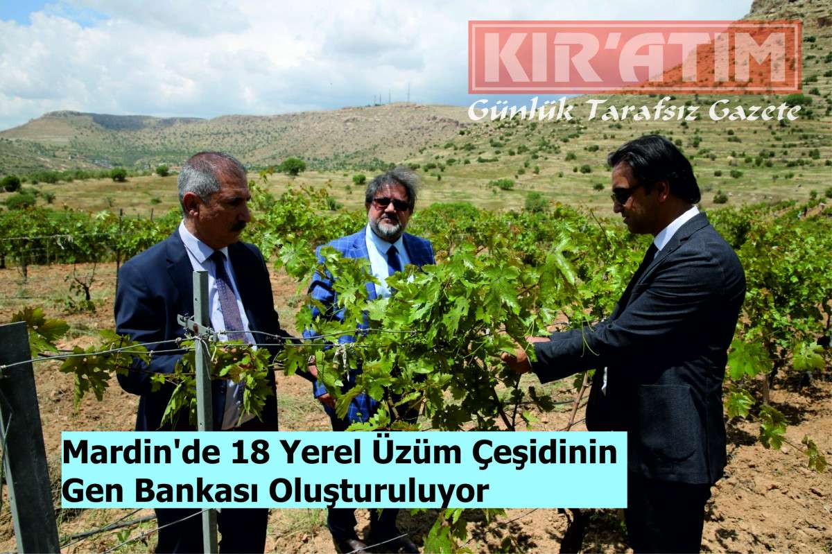 Mardin’de 18 Yerel Üzüm Çeşidinin Gen Bankası Oluşturuluyor