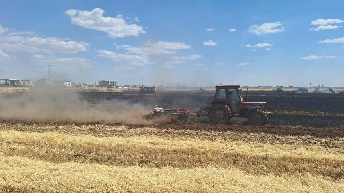 Mardin'de 80 d&ouml;n&uuml;m buğday ekili alan k&uuml;le d&ouml;nd&uuml;
