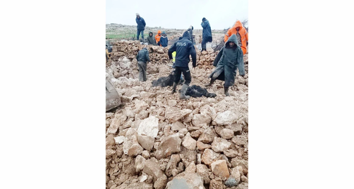 Mardin&rsquo;de ahırın &ccedil;&ouml;kmesi sonucu 30 k&uuml;&ccedil;&uuml;kbaş telef oldu