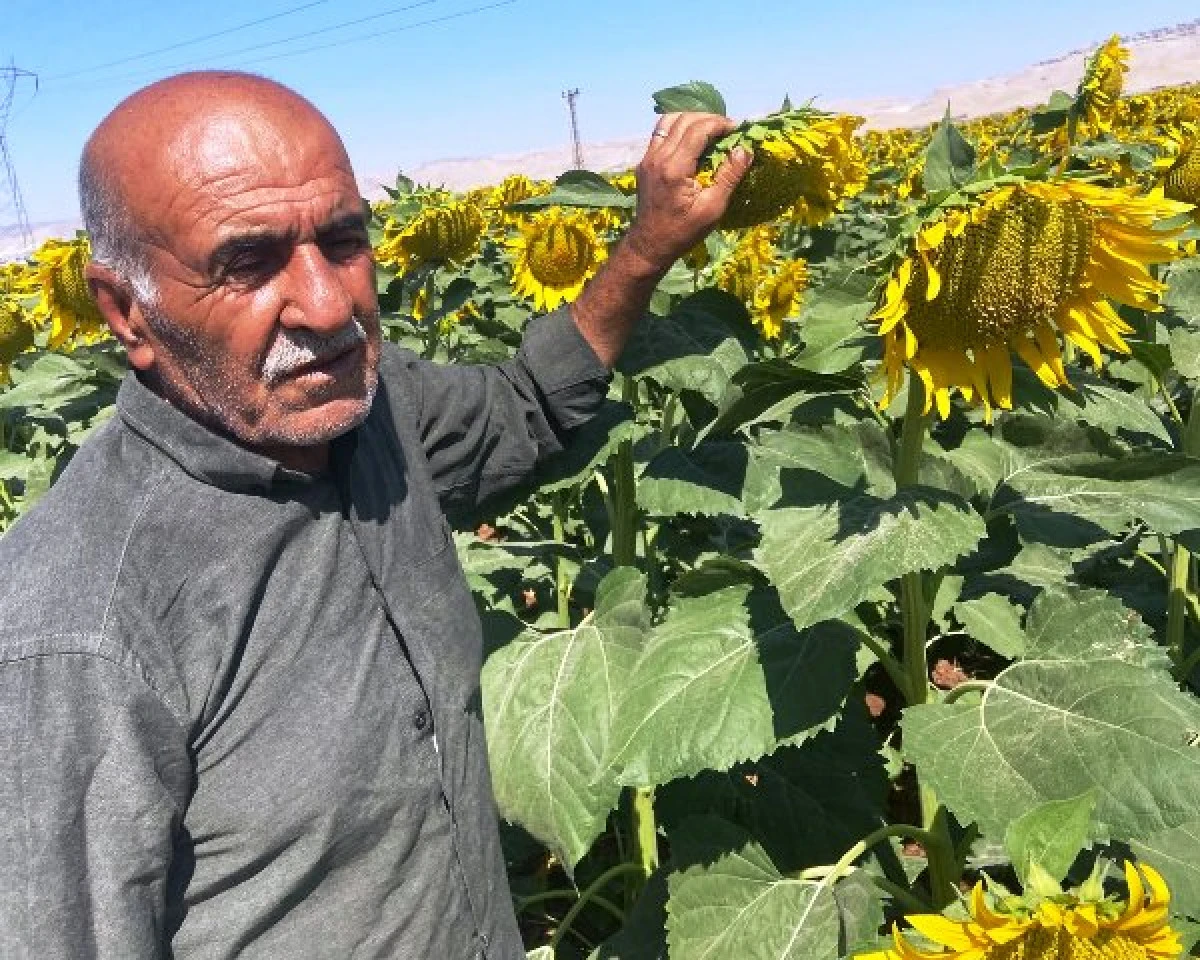 Mardin&rsquo;de Ay&ccedil;i&ccedil;eği Tarlalarında Saha Kontrol&uuml;