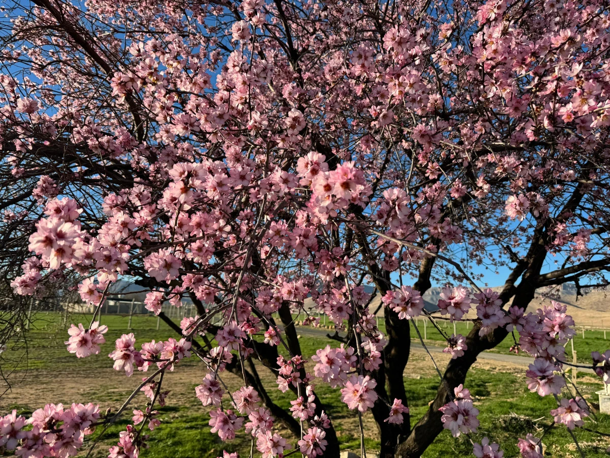 Mardin&rsquo;de badem ağa&ccedil;ları erken &ccedil;i&ccedil;ek a&ccedil;tı
