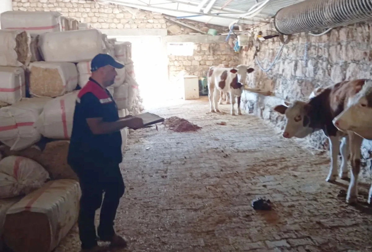 Mardin'de Buzağı Desteklemesi Kapsamında İşletme Denetimleri S&uuml;r&uuml;yor