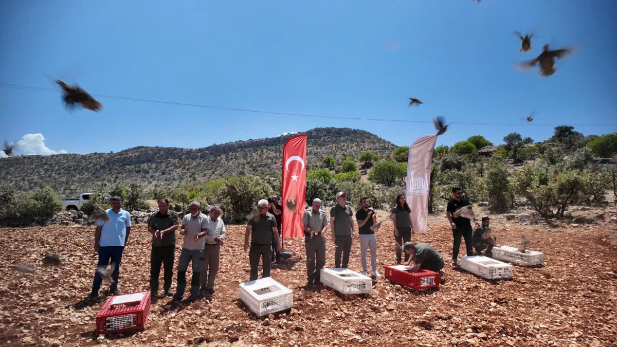 Mardin’de Doğaya 300 Kınalı Keklik Salındı