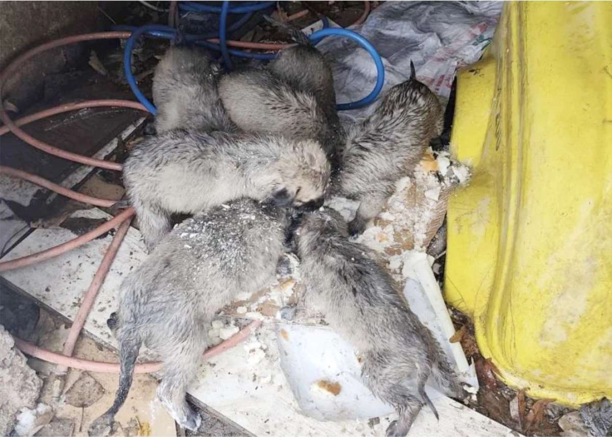 Mardin&rsquo;de insanlık &ouml;lmemiş dedirten hareket