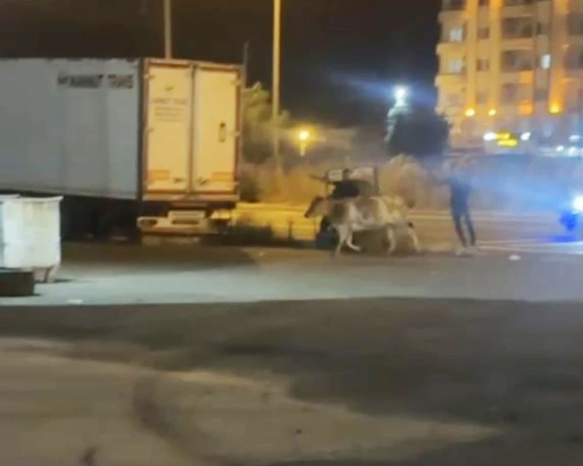 Mardin&rsquo;de ka&ccedil;an kurbanlık inek ortalığı birbirine kattı
