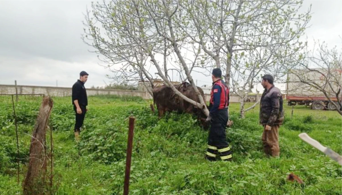 Mardin'de kuyuya d&uuml;şen ineği itfaiye kurtardı