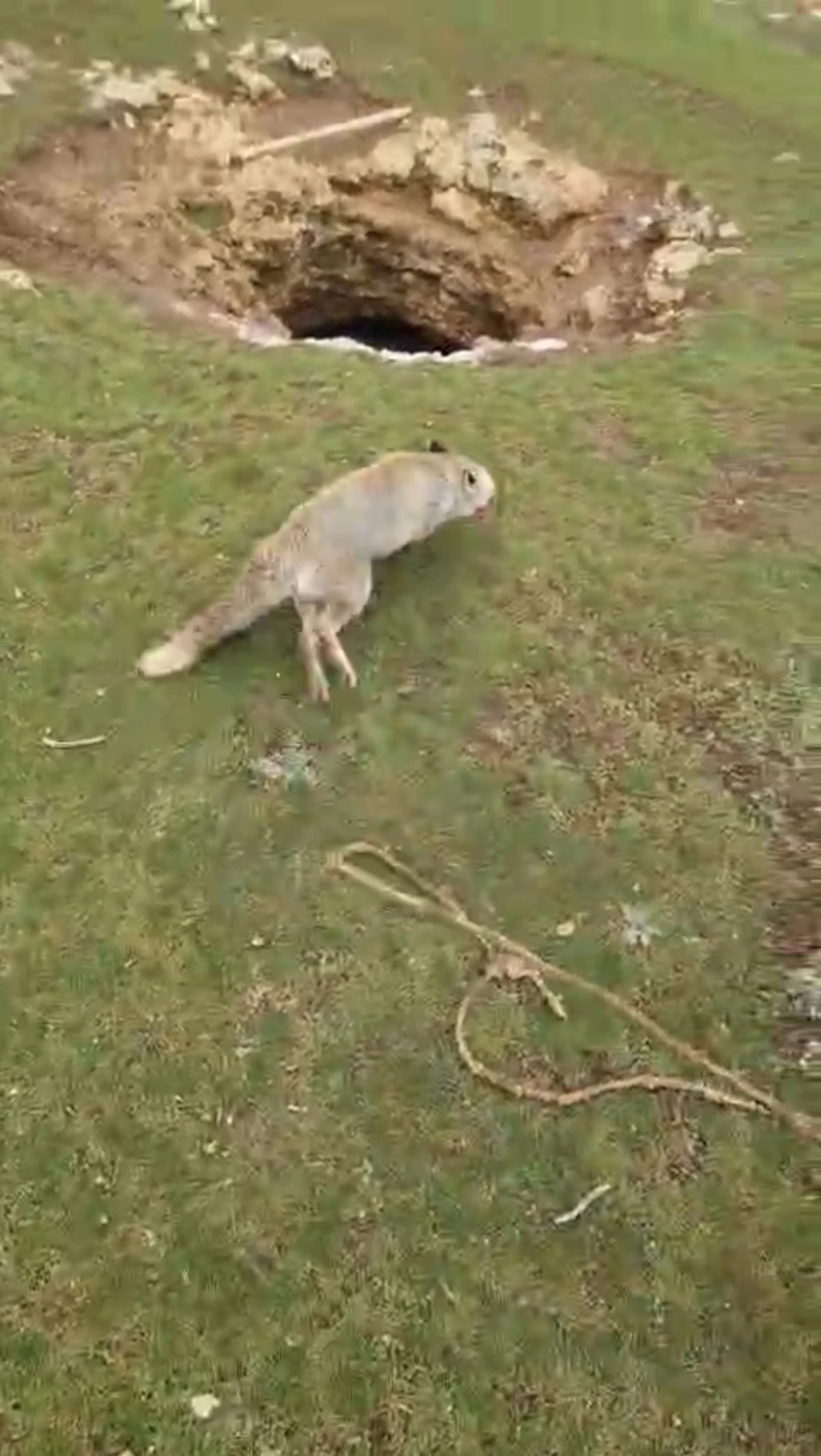 Mardin'de kuyuya d&uuml;şen tilkiyi gen&ccedil;ler kurtardı