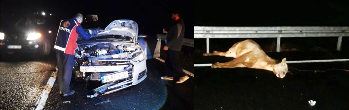 Mardin'de otomobilin çarptığı at telef oldu