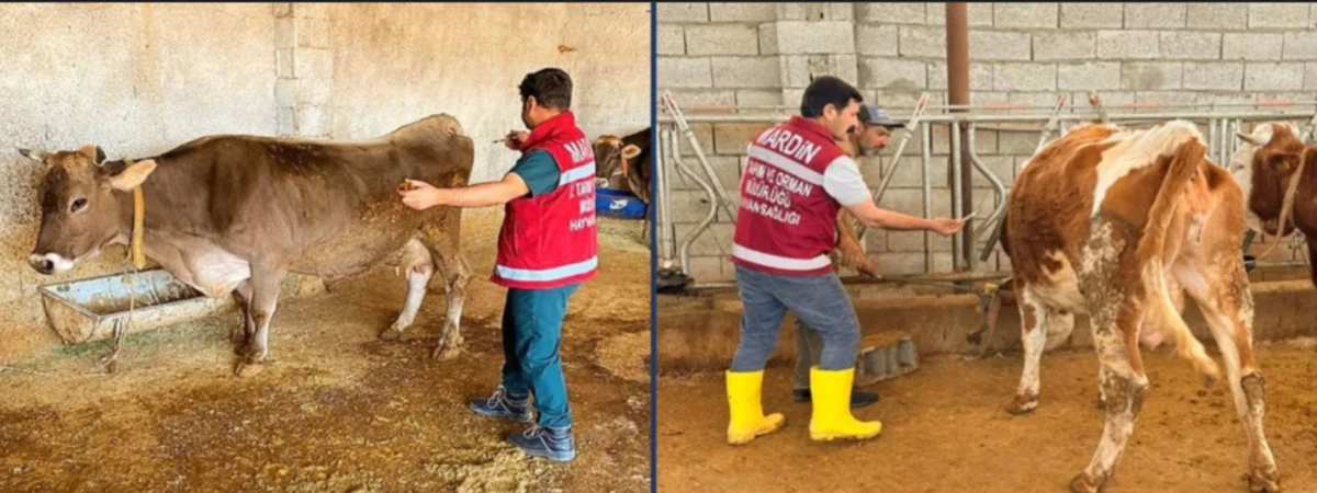Mardin&rsquo;de Şap Aşılama Kampanyası S&uuml;r&uuml;yor