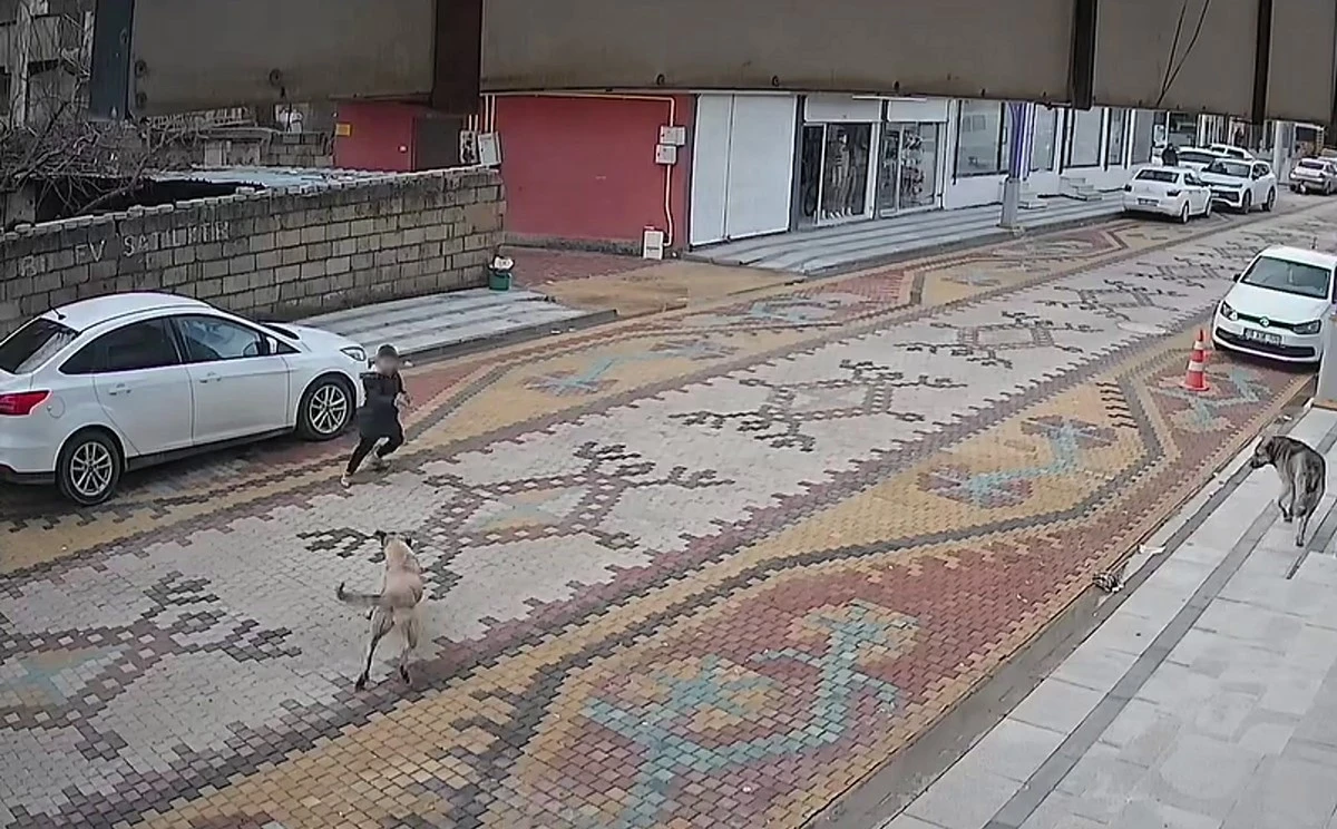 Mardin'de sokak k&ouml;peklerinin saldırdığı &ccedil;ocuğu esnaf kurtardı