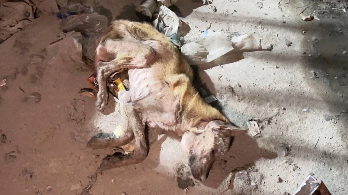 Mardin'de telef olmak üzere bulunan köpek tedavi altına alındı
