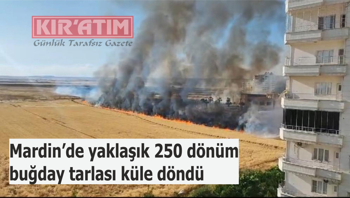Mardin’de yaklaşık 250 dönüm buğday tarlası küle döndü