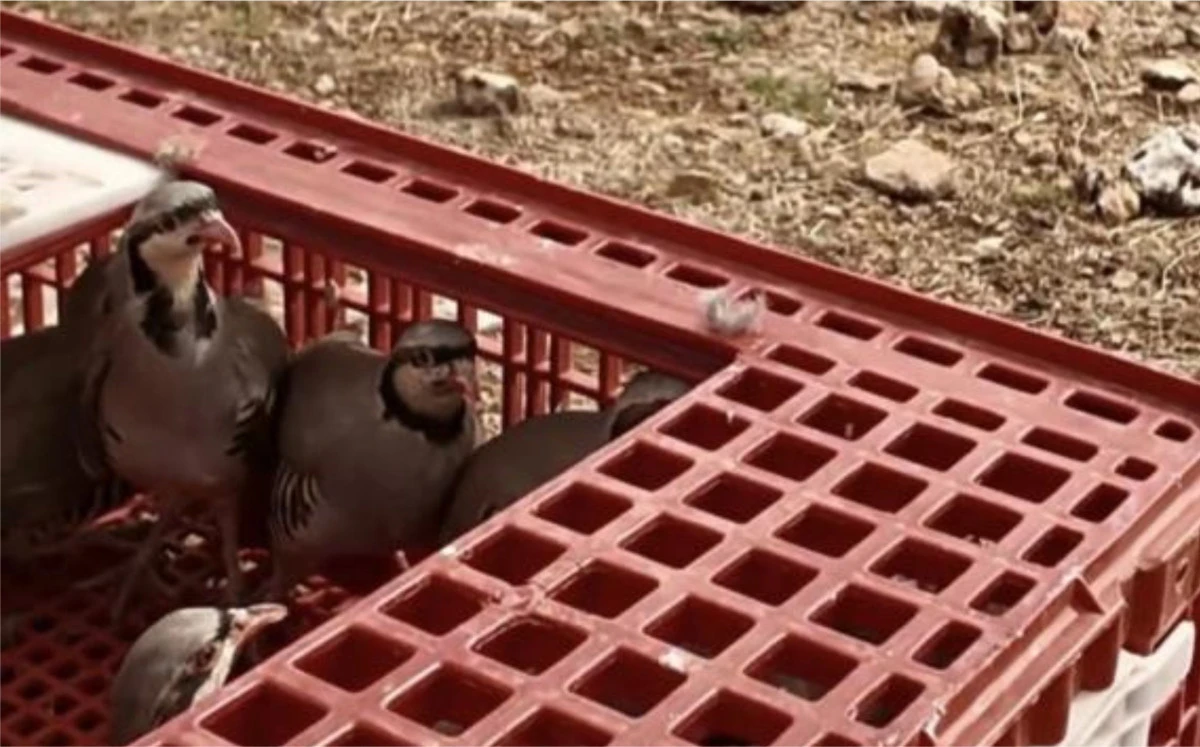 Mardin'de yasa dışı keklik avına 129 bin 429 lira ceza