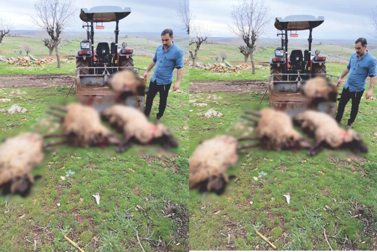 Mardin&rsquo;de yıldırım d&uuml;şmesi sonucu 8 k&uuml;&ccedil;&uuml;kbaş hayvan telef oldu