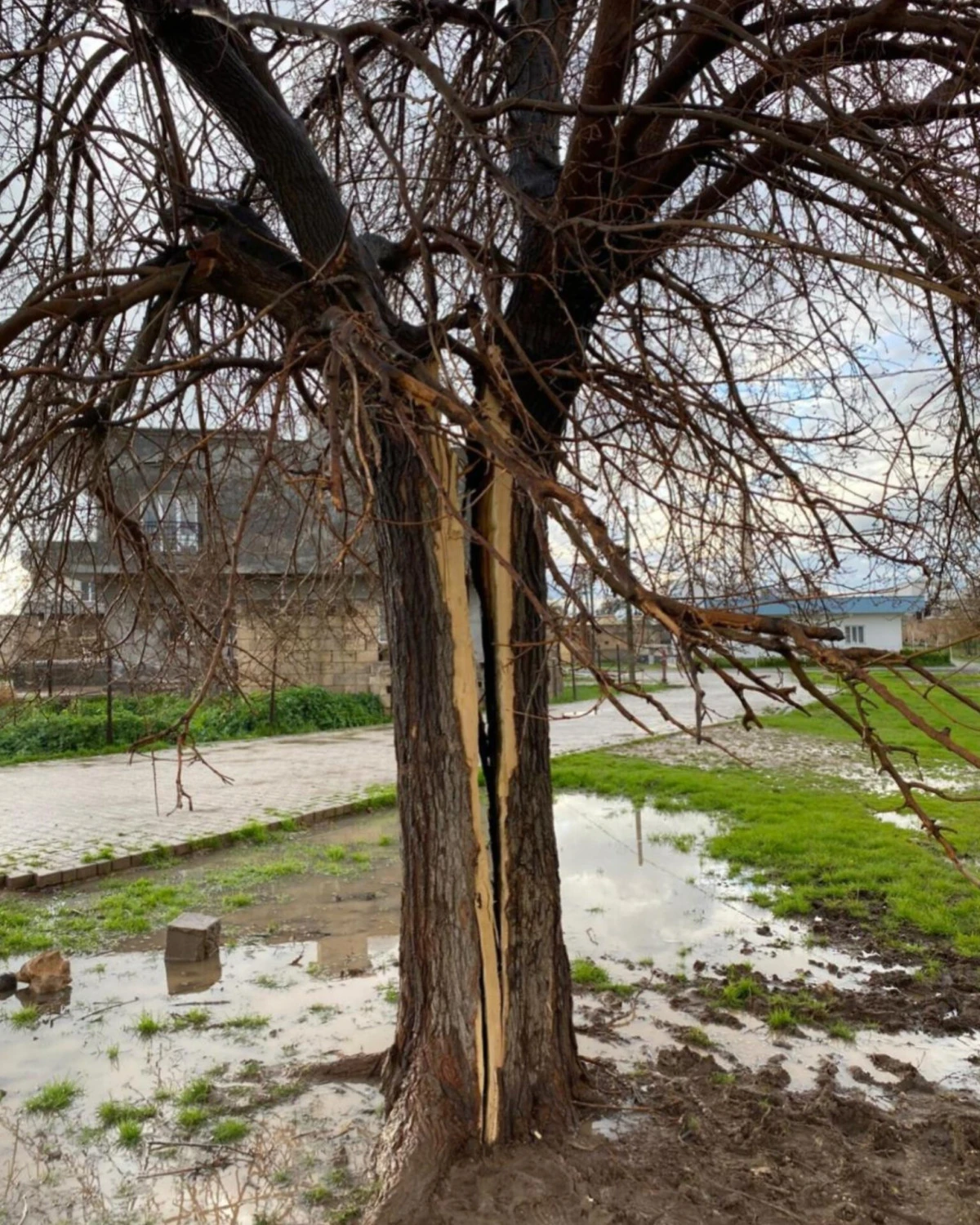 Mardin'de yıldırımın isabet ettiği ağa&ccedil; ikiye b&ouml;l&uuml;nd&uuml;