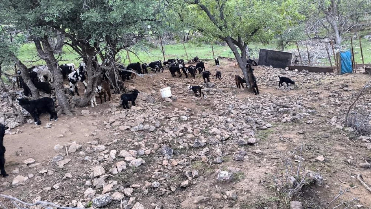 Mardinli besici, hayvanlarını barındırdıkları yerden tahliye etmek için belediyeden ek süre bekliyor