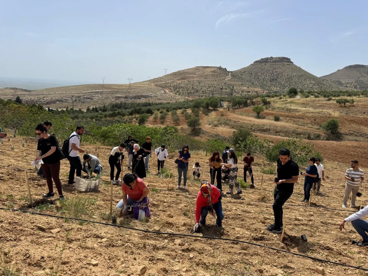 MAÜ Öğrencileri Manastırda Zeytin Ekimi Gerçekleştirdi