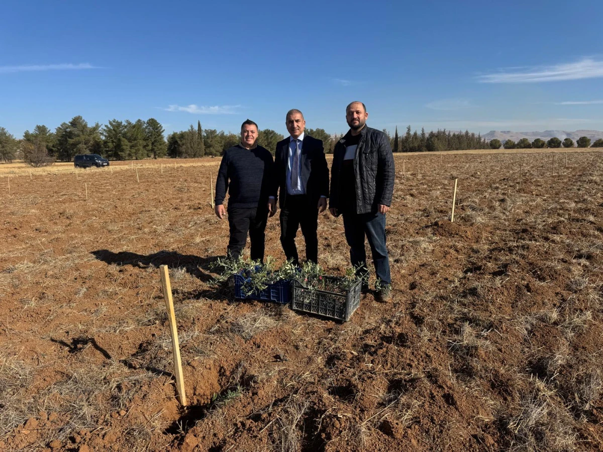 MAÜ’de Mezopotamya Toprağına Yeni Bir Miras: Zeytin Dikimi