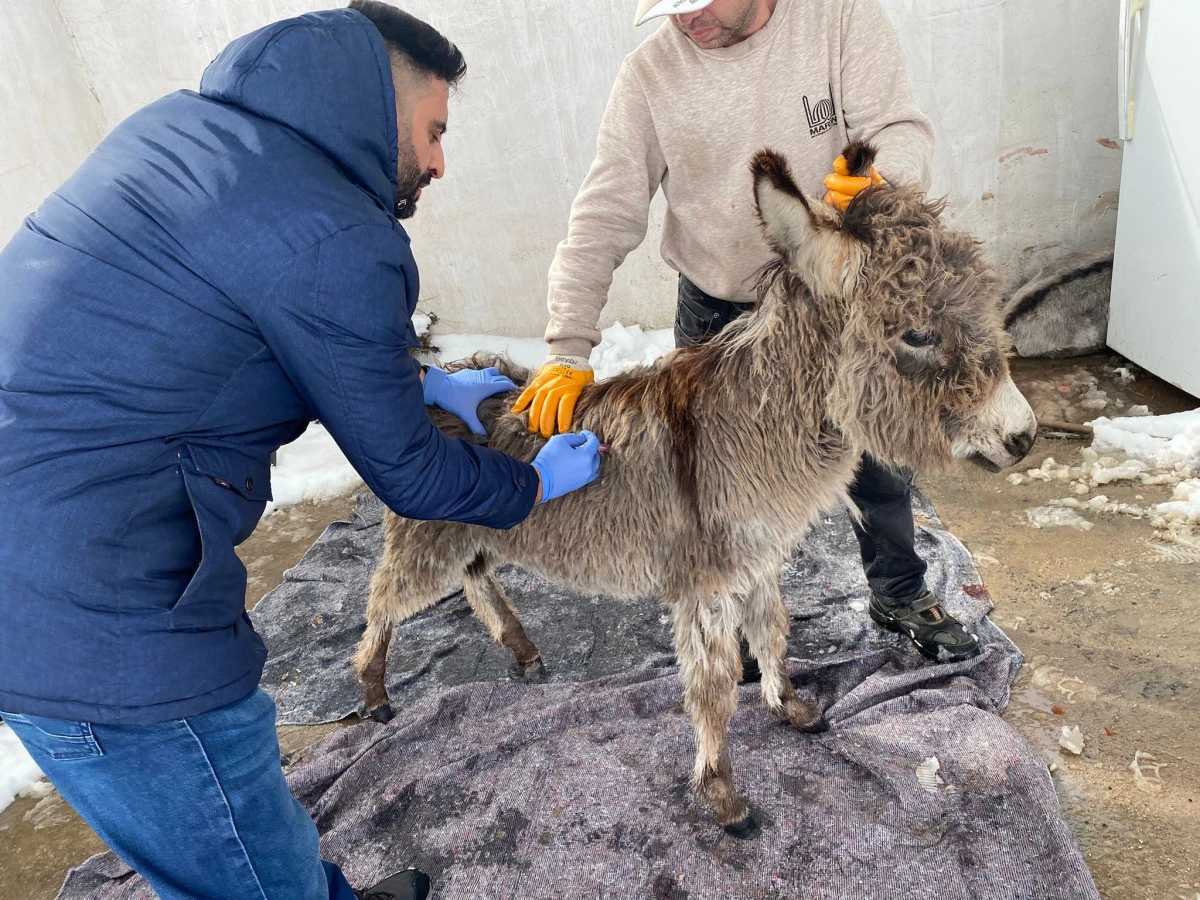 Mazıdağı Belediyesinin "sahip &ccedil;ıkıldı" dediği sıpa sokağa terk edildi