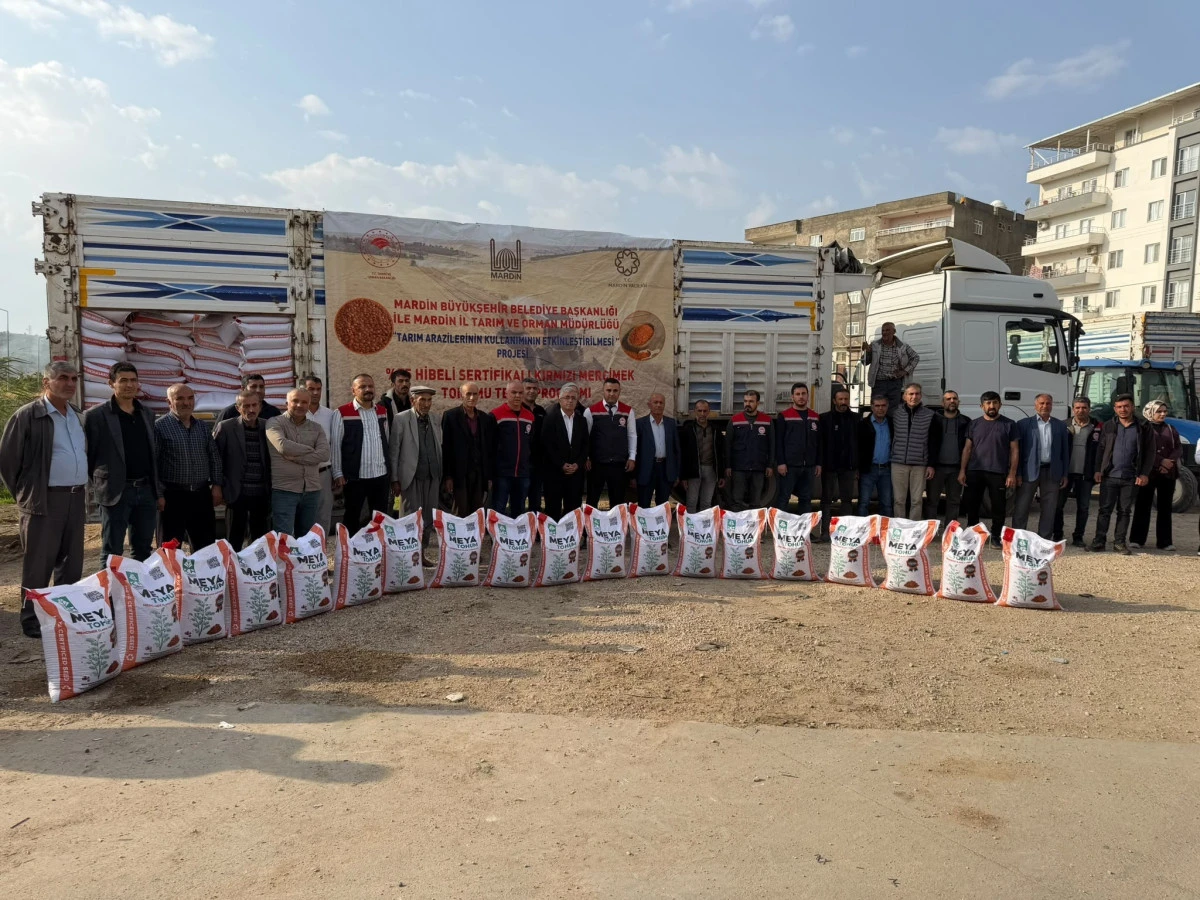 Mazıdağı'nda 167 &ccedil;ift&ccedil;iye 40 ton mercimek tohumu desteği