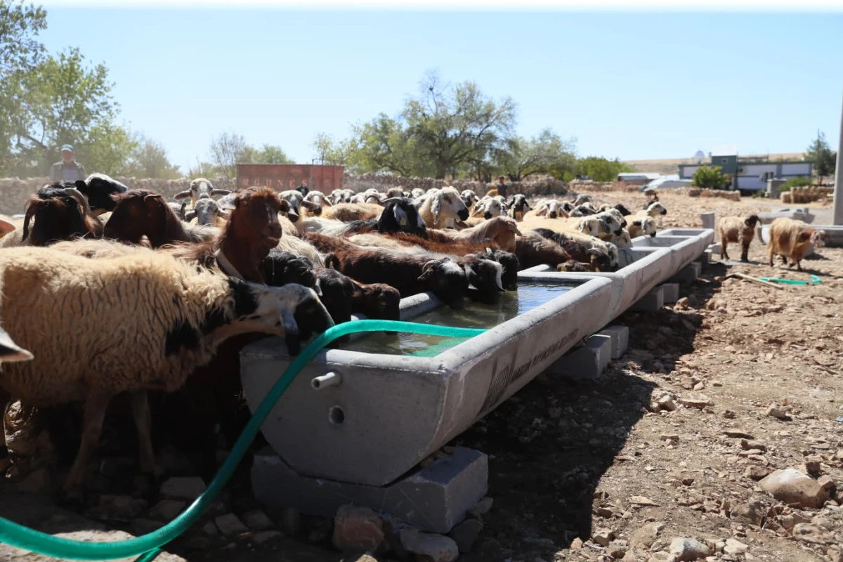 MBB’den Hayvancılığa Destek