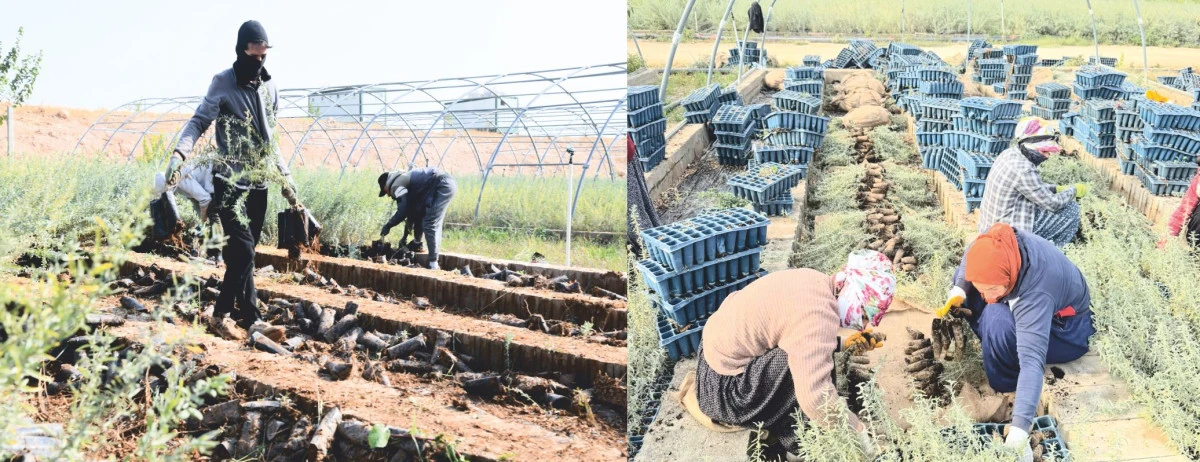 Meralar Yeniden Hayat Buluyor