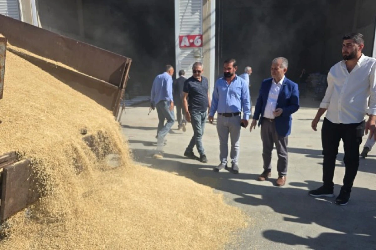 Mezopotamya ovasında arpa hasadı başladı