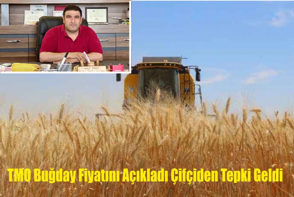 TMO Buğday Fiyatını Açıkladı Çifçiden Tepki Geldi