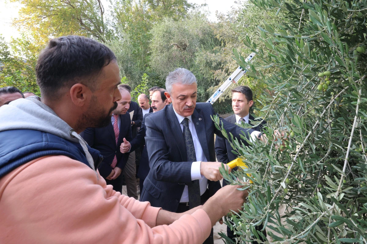 Vali Akkoyun Derik ilçesinde Zeytin Hasadına katıldı